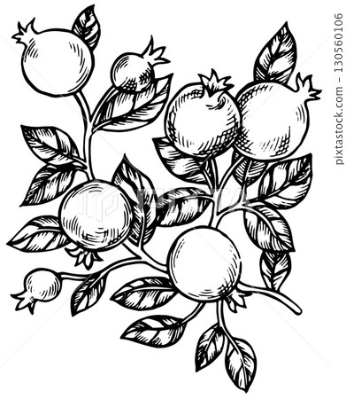 pattern with pomegranate fruits and leaves. Vector illustration in sketch style. pattern with pomegranate fruits and leaves. Vector illustration in sketch style. 130560106