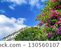 Summer blue sky and bougainvillea flowers 130560107