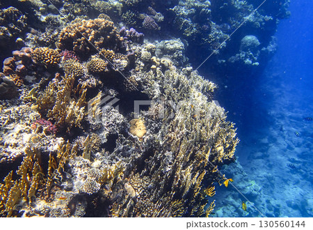 Staghorn coral Acropora, brain coral Diploria, lobed coral Porites, fire coral Millepora and leaf Staghorn coral Acropora, brain coral Diploria, lobed coral Porites, fire coral Millepora and leaf 130560144