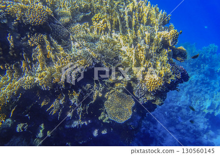 Staghorn coral Acropora, finger coral Porites compressa, lobed coral Porites and brain coral Staghorn coral Acropora, finger coral Porites compressa, lobed coral Porites and brain coral 130560145