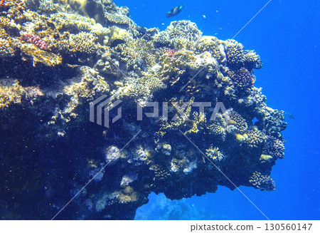Staghorn coral Acropora, lobed coral Porites, brain coral Diploria and finger coral Porites 130560147