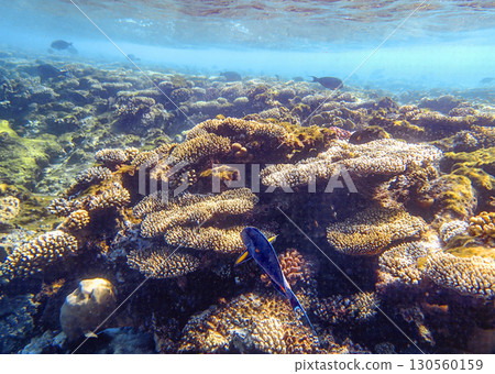 Wide coral field with table coral Acropora, brain coral Diploria and lobed coral Porites in shallow 130560159