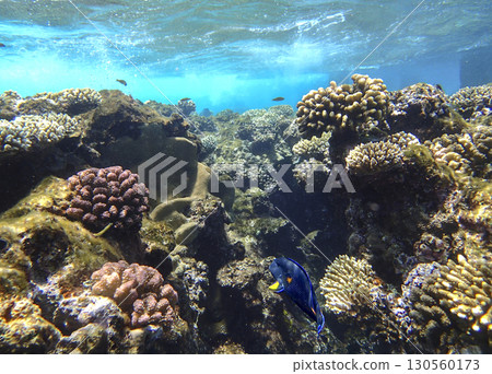Brain coral Diploria, lobed coral Porites, staghorn coral Acropora, finger coral Porites compressa 130560173