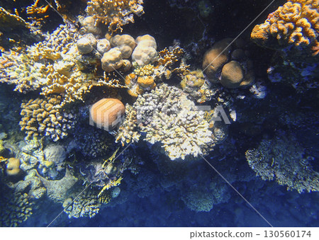 Brain coral Diploria, lobed coral Porites, staghorn coral Acropora, finger coral Porites compressa 130560174