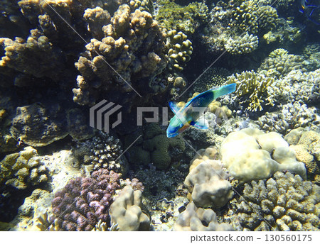 Brain coral Diploria, lobed coral Porites, staghorn coral Acropora, finger coral Porites compressa 130560175