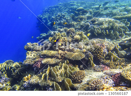Colorful reef in Red sea Egypt with table coral Acropora, leaf coral Pavona, brain coral Diploria, 130560187