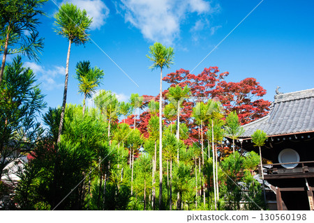 京都源光庵的秋葉 130560198