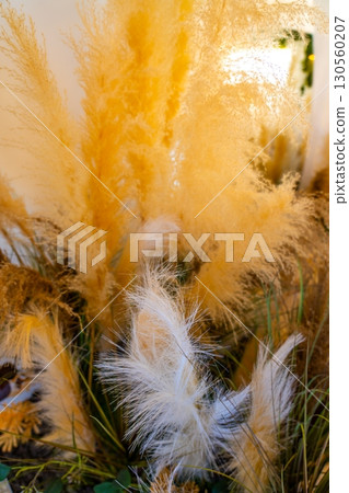 Pampas grass, Cortaderia selloana. Another botanical name is Cortaderia argentea 130560207