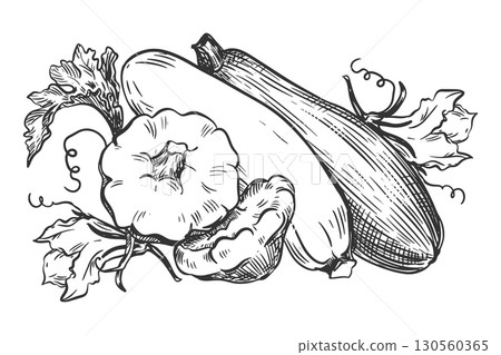 Vector composition with zucchini and pattypan squash. Ripe vegetable, leaves and flowers in engraving technique. Ink sketch of squash on white background. Clipart for farm product design. 130560365