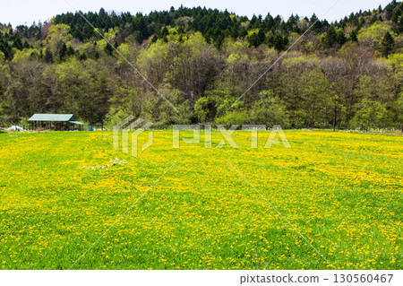 Hokkaido's dairy farms and expansive pasture landscape 130560467