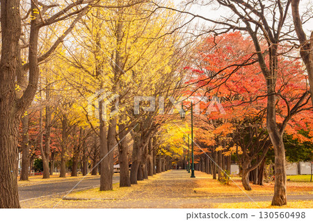 Hokkaido University ginkgo tree row Hokkaido University ginkgo tree row 130560498