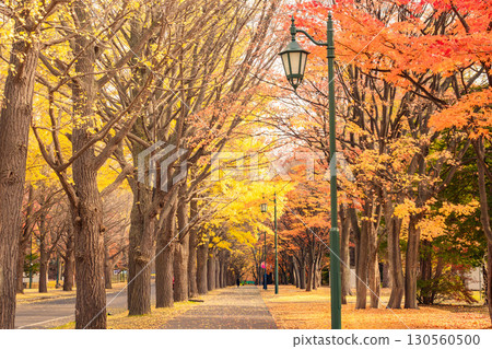 Hokkaido University ginkgo tree row 130560500