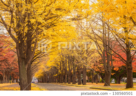 北海道大學銀杏樹排 北海道大學銀杏樹排 130560501