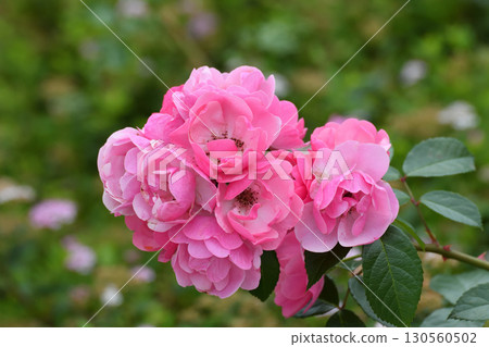 Rosa Angela is a floribunda rose variety. Rosa Angela is a floribunda rose variety. 130560502