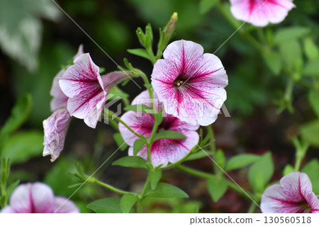 Ampelous petunia of the Opera Supreme Raspberry Ice variety Ampelous petunia of the Opera Supreme Raspberry Ice variety 130560518