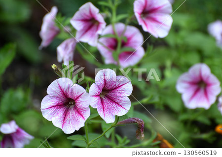 Ampelous petunia of the Opera Supreme Raspberry Ice variety Ampelous petunia of the Opera Supreme Raspberry Ice variety 130560519