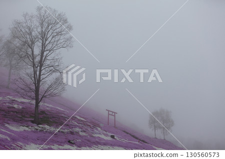 東藻琴芝櫻公園的春天美景 130560573