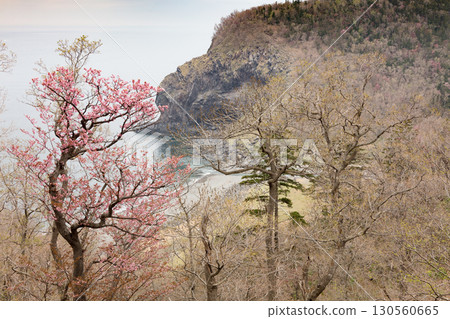 Spring scenery of Utoro Coast and cherry blossoms 130560665