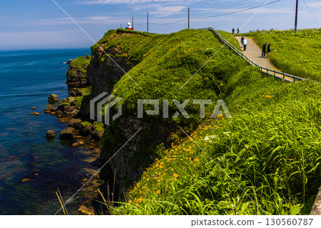 [Hokkaido_Akkeshi_Cape Kiritappu] Daylilies blooming in profusion on the steep cliffs and reefs 130560787