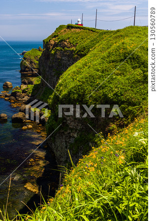 [Hokkaido_Akkeshi_Cape Kiritappu] Daylilies blooming in profusion on the steep cliffs and reefs 130560789