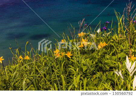 [Hokkaido_Akkeshi_Cape Kiritappu] Daylilies blooming in profusion on the steep cliffs and reefs 130560792