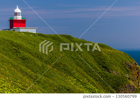 [Hokkaido_Akkeshi_Cape Kiritappu] Daylilies blooming in profusion on the steep cliffs and reefs 130560799