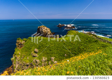 [Hokkaido_Akkeshi_Cape Kiritappu] Daylilies blooming in profusion on the steep cliffs and reefs 130560823