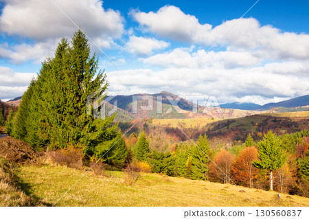 beautiful mountain countryside landscape in autumn. sky with clouds. fantastic carpathians outdoor background for travel. sunny day. spectacular carpathian wonderland with fir and yellow alps beautiful mountain countryside landscape in autumn. sky with clouds. fantastic carpathians outdoor background for travel. sunny day. spectacular carpathian wonderland with fir and yellow alps 130560837