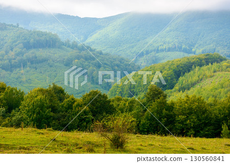 carpathian countryside landscape in autumn. grassy meadows and forested slopes on hills rolling off in to the distant valley. overcast rainy weather with grey clouds 130560841