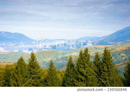spruce forest on mountain hillside. rural valley in fog at sunrise. autumnal landscape of ukraine under cloudy sky. travel to kolochava village 130560846