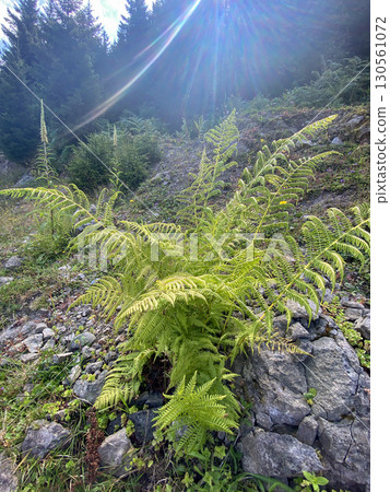 Fern plant thriving on a rocky hillside in a lush forest, natural sunlight and sunrays beaming  130561072