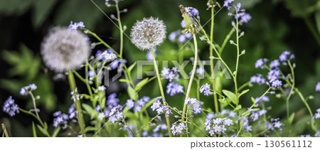 絨毛和藍色的小花，初夏的柔和模糊 130561112