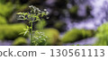 白花新綠，野花在河邊搖曳 130561113