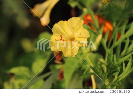 Yellow Mirabilis with red spots blooming in a summer garden Yellow Mirabilis with red spots blooming in a summer garden 130561120