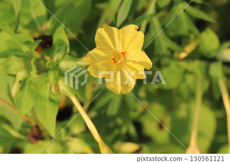Yellow Mirabilis with red spots blooming in a summer garden 130561121