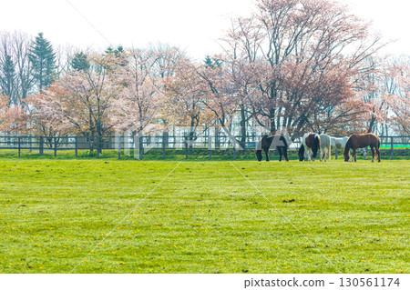 The cherry blossom trees and spectacular spring scenery at Hidaka Breeding Farm 130561174