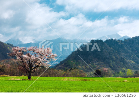 日高：天滿街道的一朵櫻花和春天的鄉村景色 130561250
