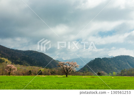 Hidaka: A single cherry blossom blooming on Tenma Kaido and spring countryside scenery 130561253