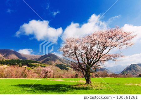 Hidaka: A single cherry blossom blooming on Tenma Kaido and spring countryside scenery 130561261