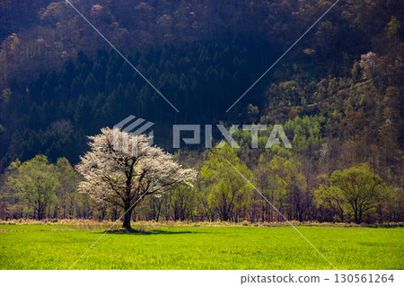 Hidaka: A single cherry blossom blooming on Tenma Kaido and spring countryside scenery 130561264