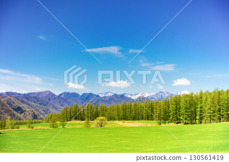 中札內牧場的櫻花與春天的田園風光 130561419