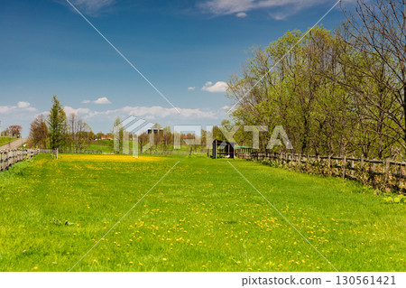 中札內牧場的櫻花與春天的田園風光 130561421