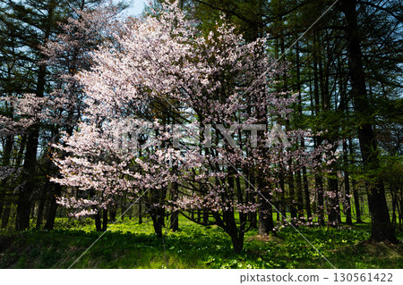 中札內牧場的櫻花與春天的田園風光 130561422
