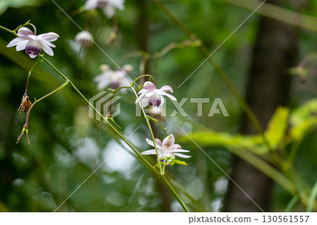 The beautiful contrast of white and purple of the Rengeshouma The beautiful contrast of white and purple of the Rengeshouma 130561557