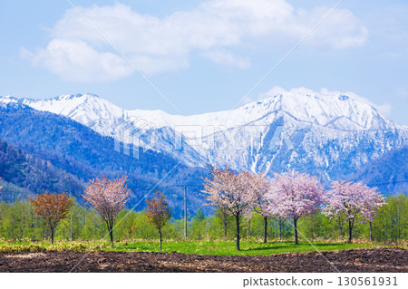 Spring scenery of Nakasatsunai and cherry blossoms in full bloom 130561931