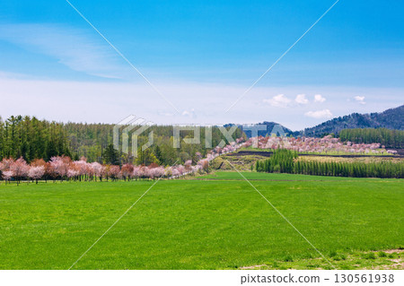 Spring scenery of Nakasatsunai and cherry blossoms in full bloom Spring scenery of Nakasatsunai and cherry blossoms in full bloom 130561938