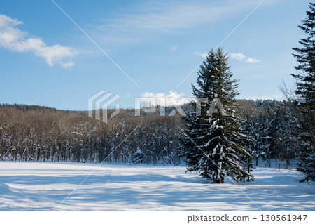 Snow-covered pine tree standing on a snowy field 130561947