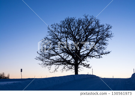 Winter grove with sunset sky in winter Winter grove with sunset sky in winter 130561973