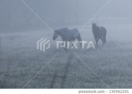 晨霧中,一匹馬站在牧場上的輪廓 晨霧中,一匹馬站在牧場上的輪廓 130562201