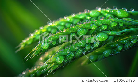 plant water droplets wheat barley texture color closeup 130562489